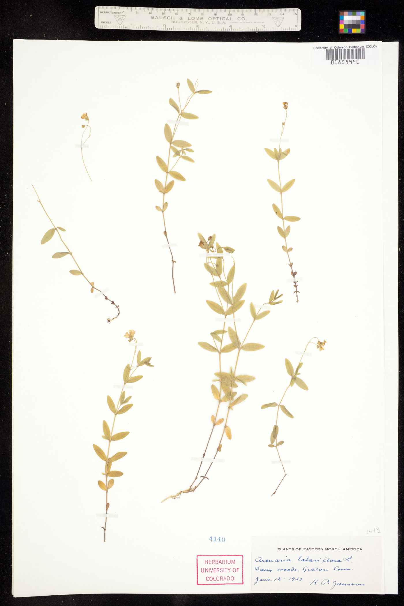 Moehringia lateriflora image