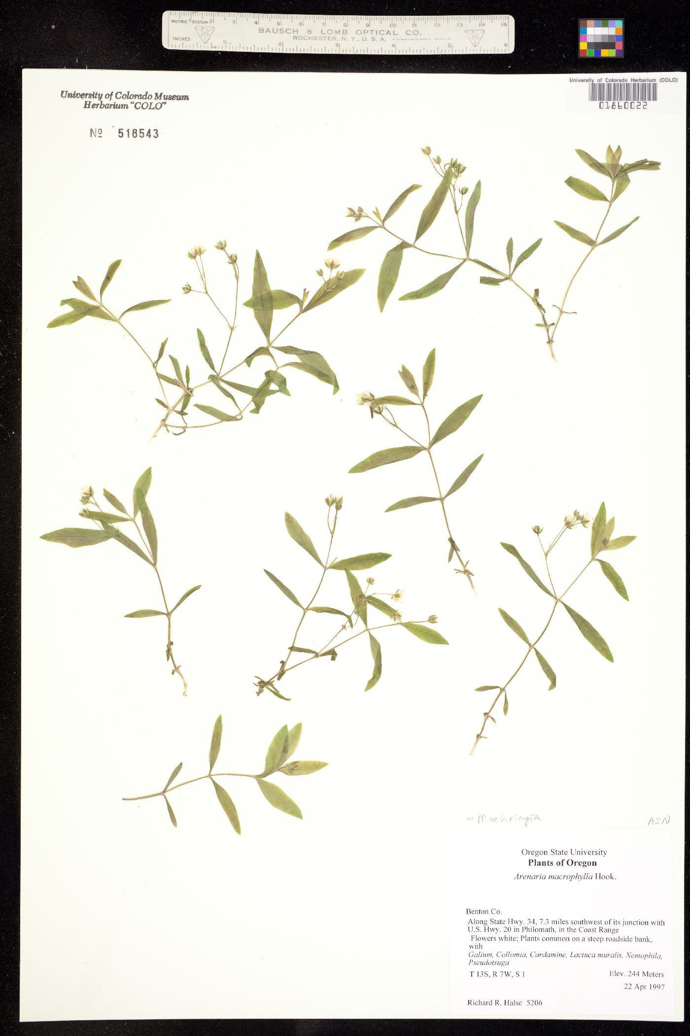 Moehringia macrophylla image