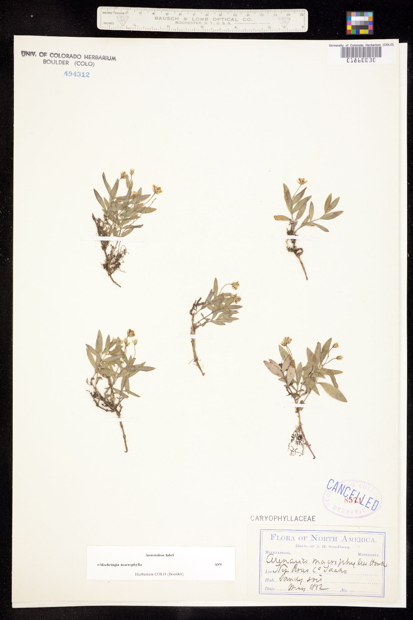 Moehringia macrophylla image
