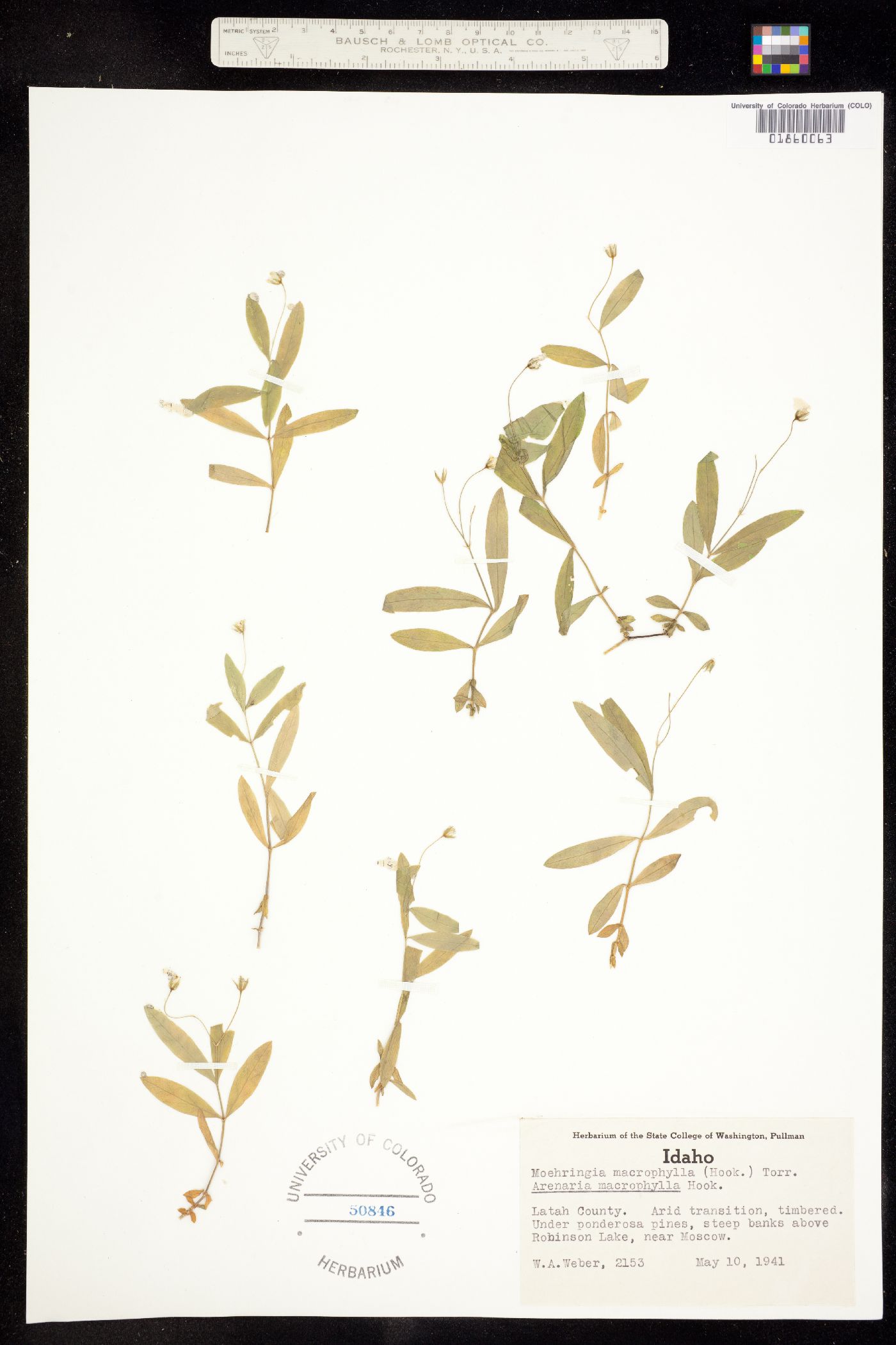 Moehringia macrophylla image