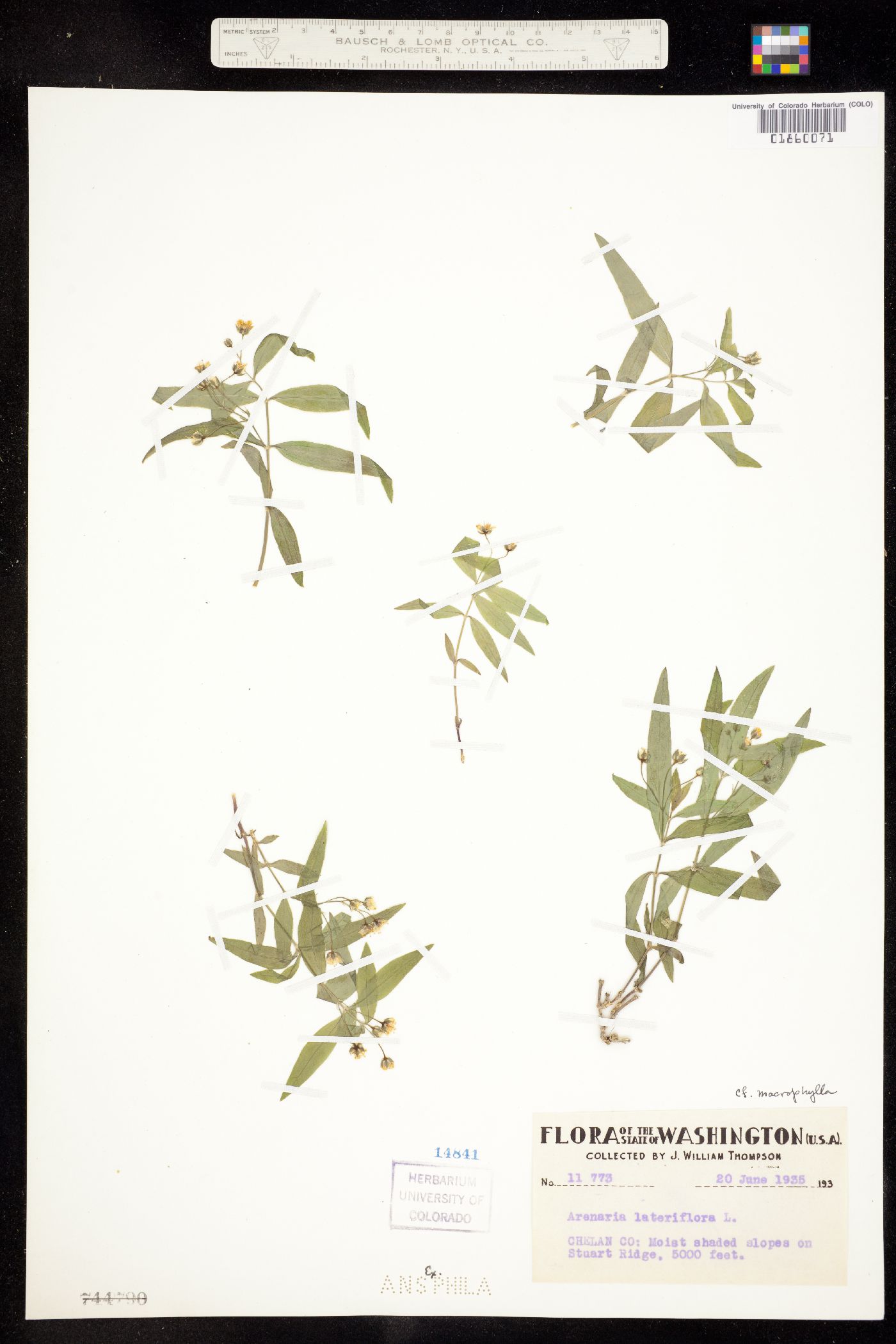 Moehringia macrophylla image