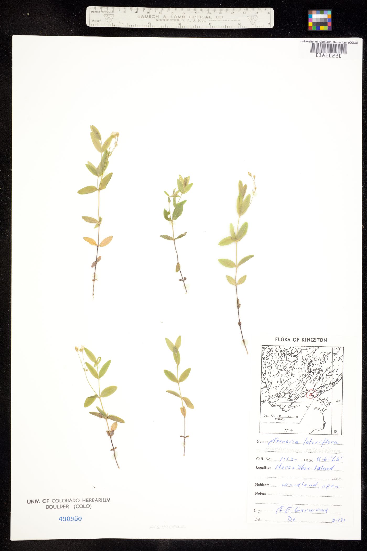 Moehringia image