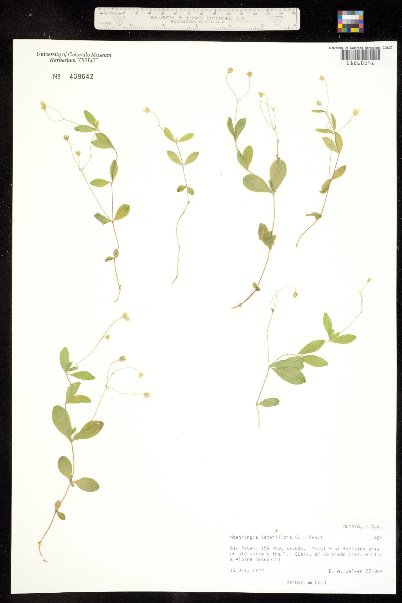 Moehringia lateriflora image