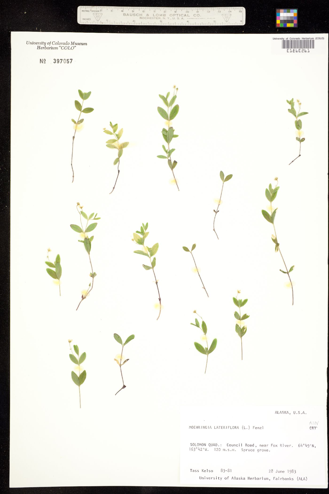 Moehringia lateriflora image