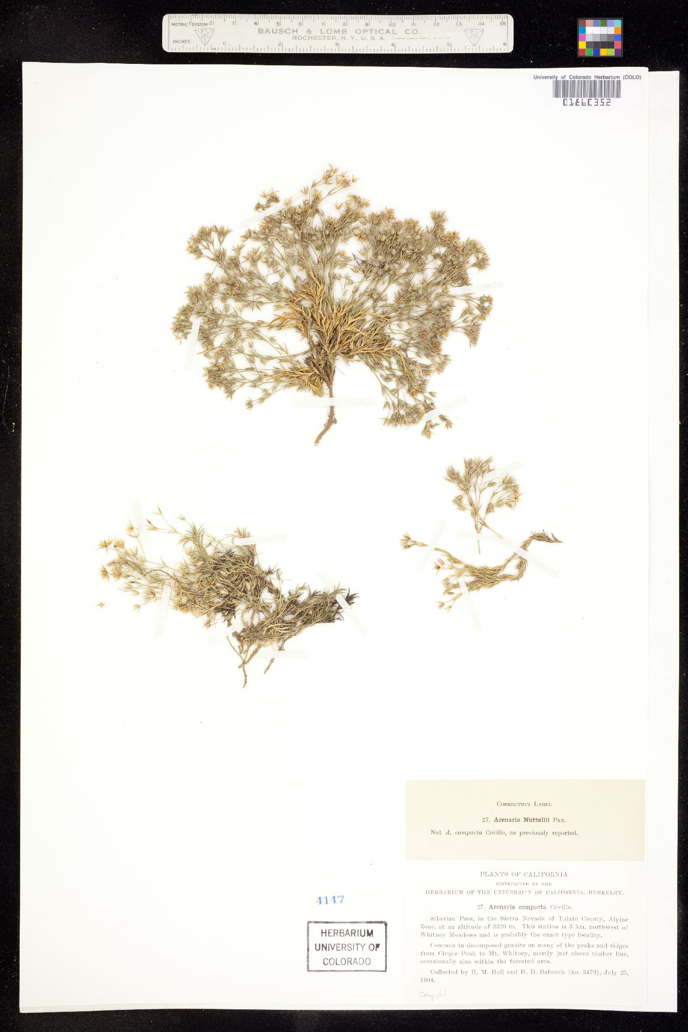 Minuopsis nuttallii image