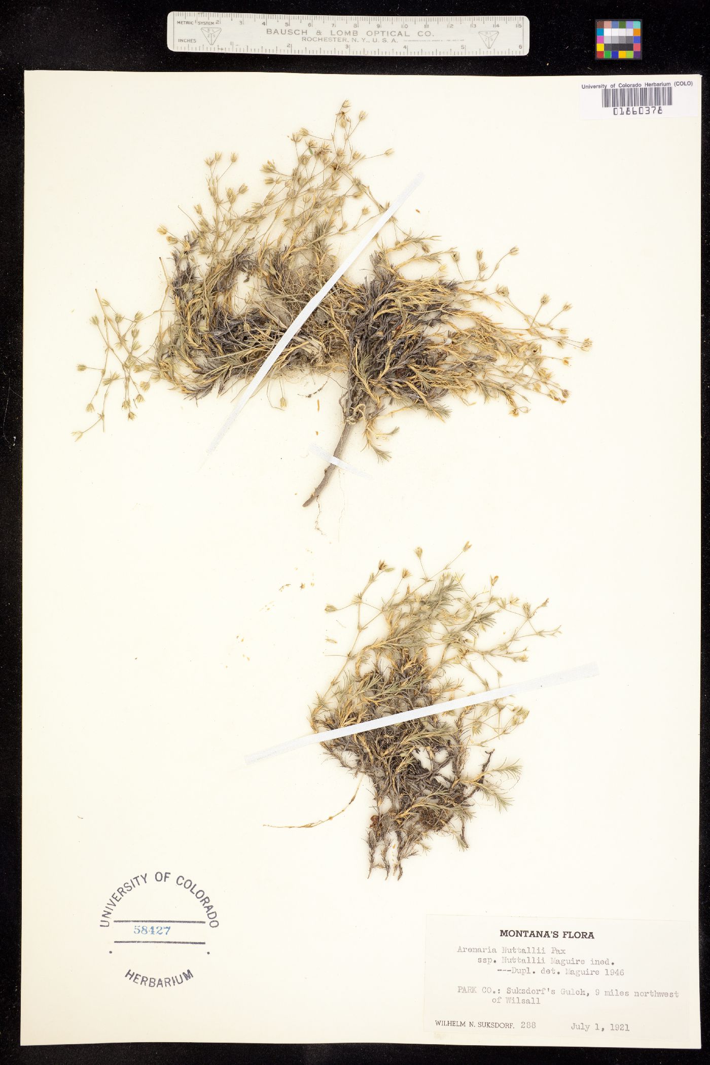 Minuopsis nuttallii image