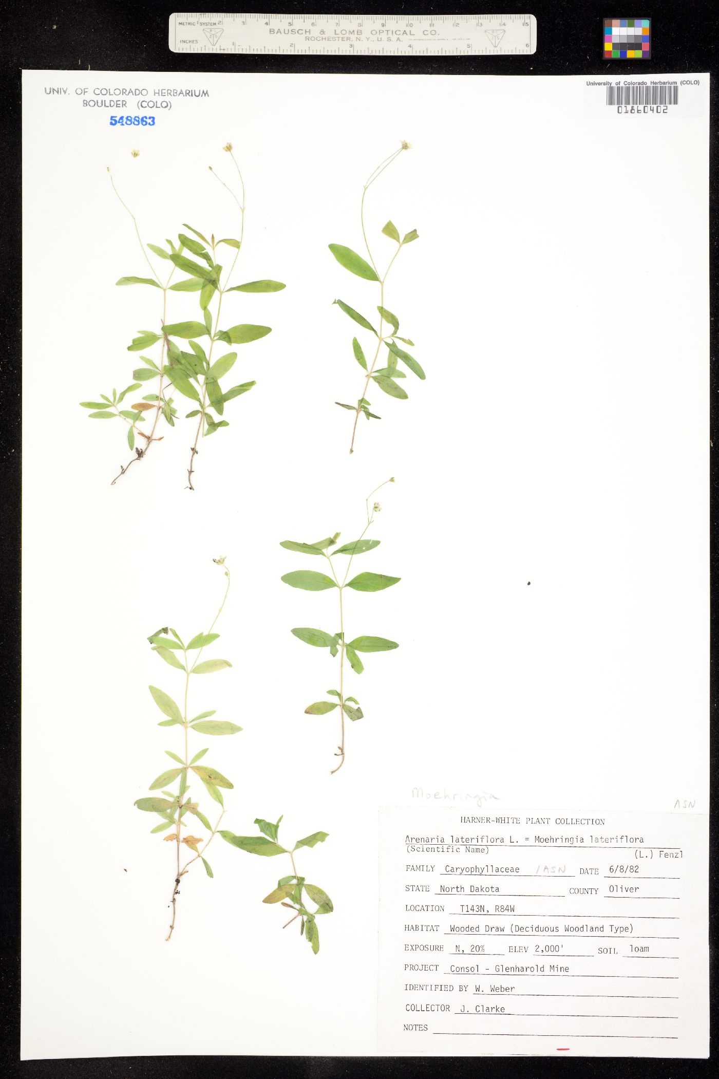 Moehringia lateriflora image