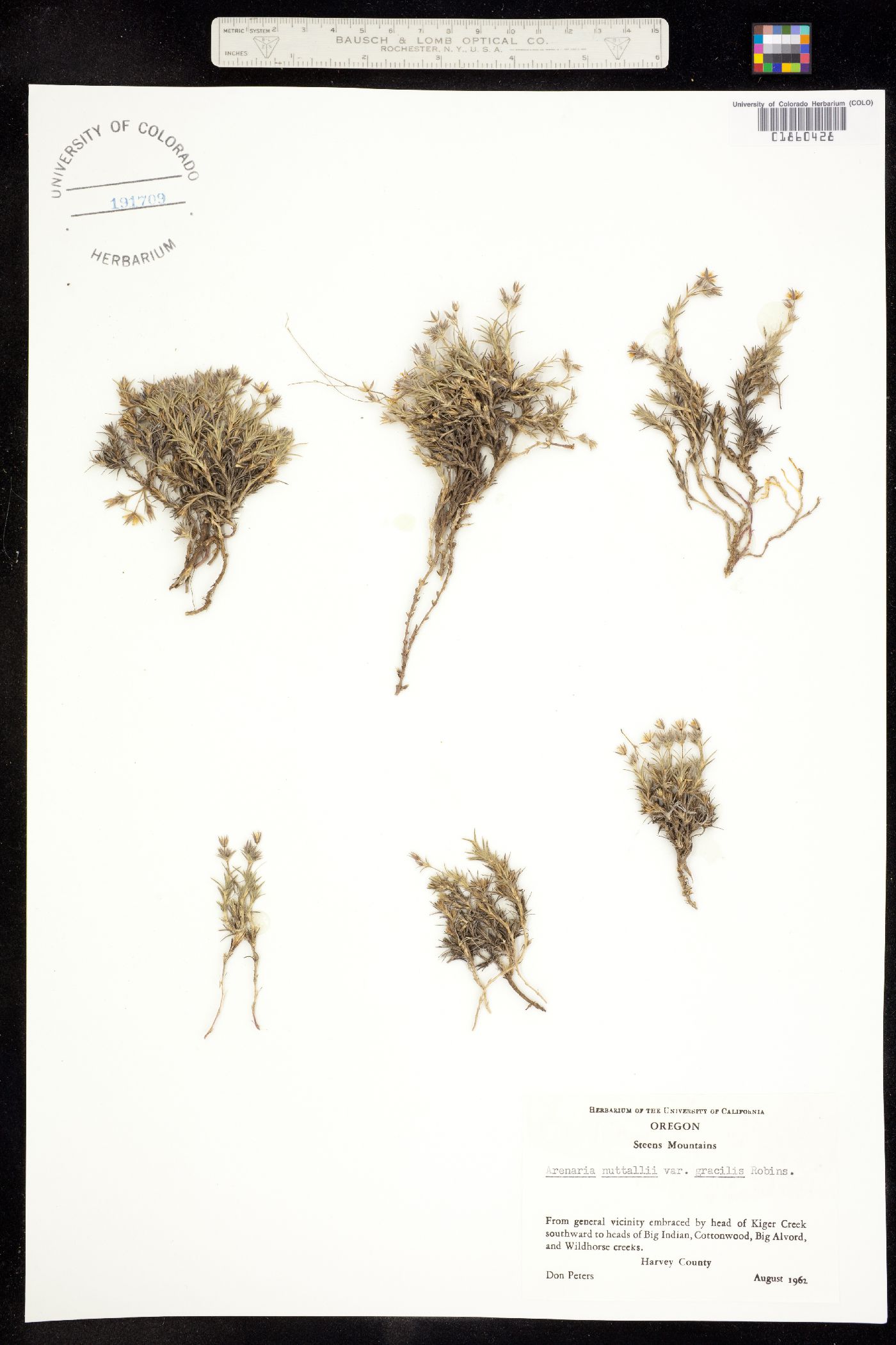 Caryophyllaceae image