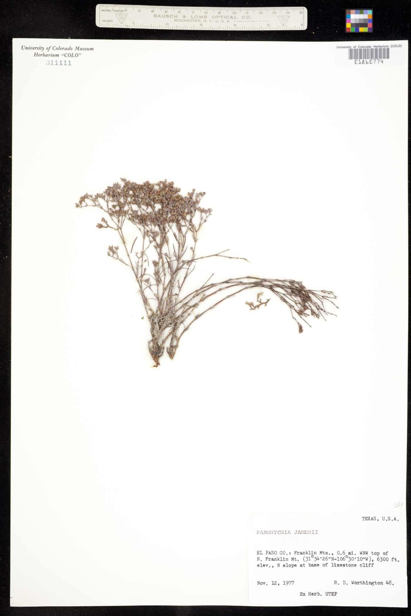 Paronychia jamesii image