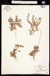 Paronychia mexicana image