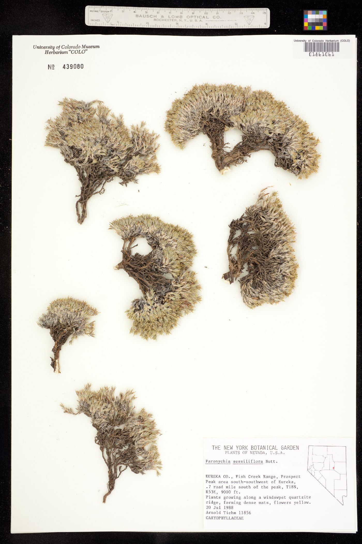 Paronychia sessiliflora image