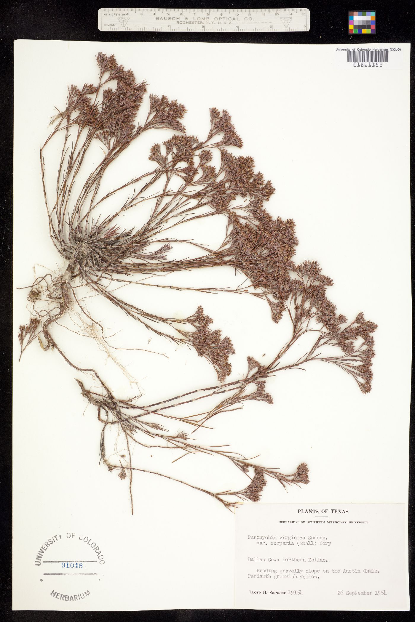 Paronychia image