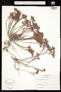 Image of Paronychia virginica