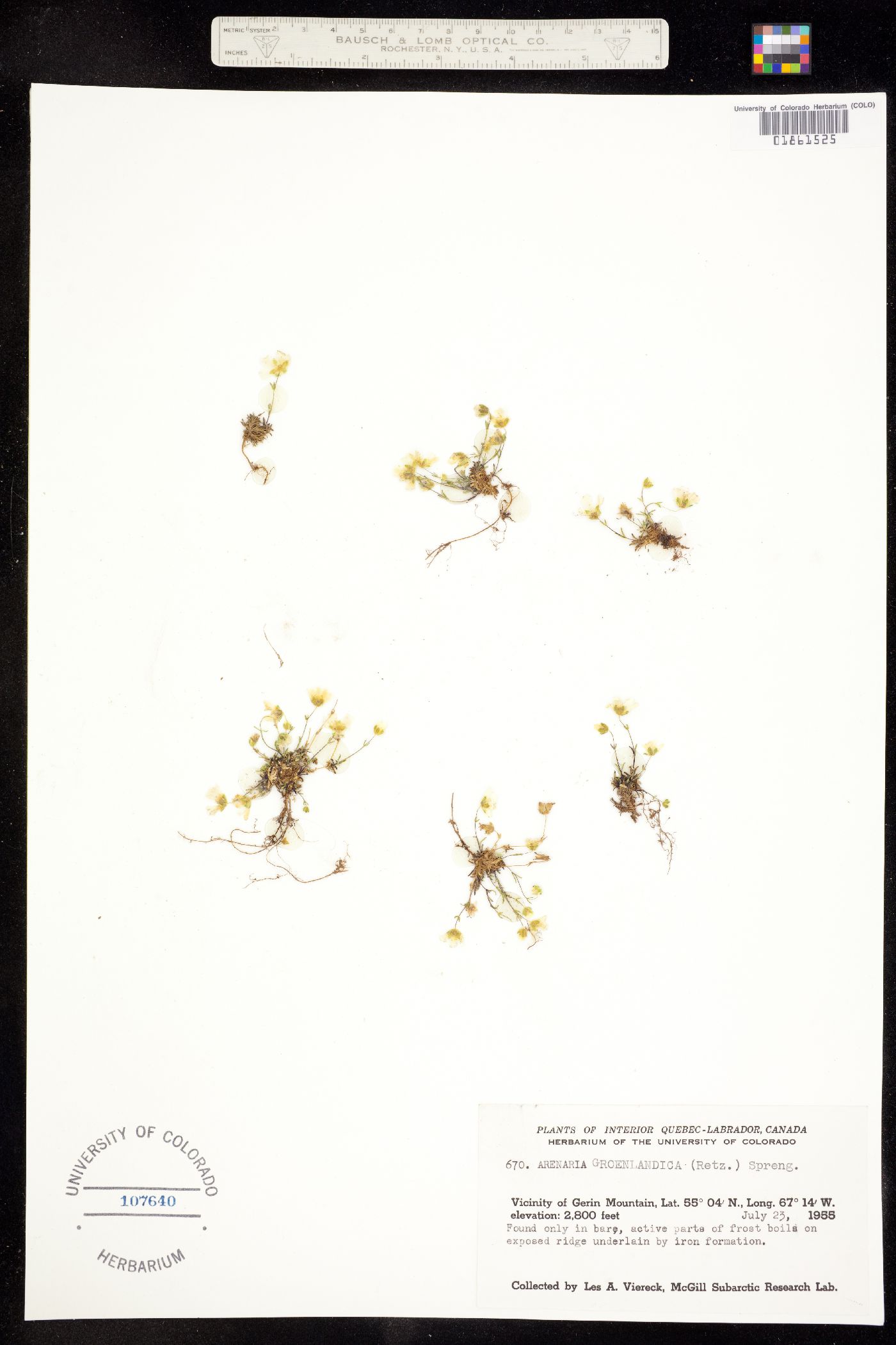 Minuartia groenlandica image