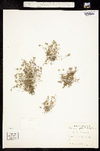Porsildia groenlandica image