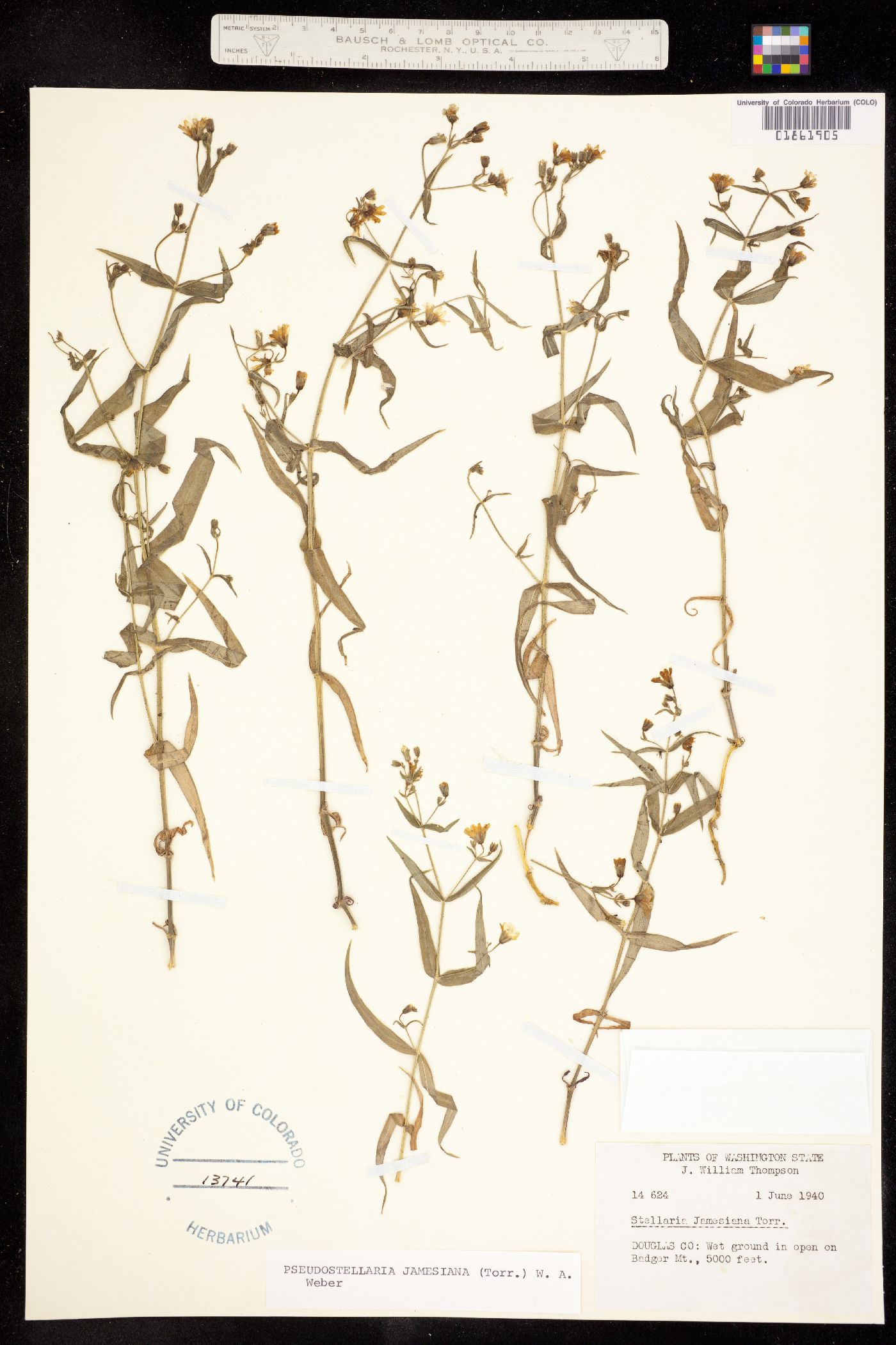 Pseudostellaria jamesiana image