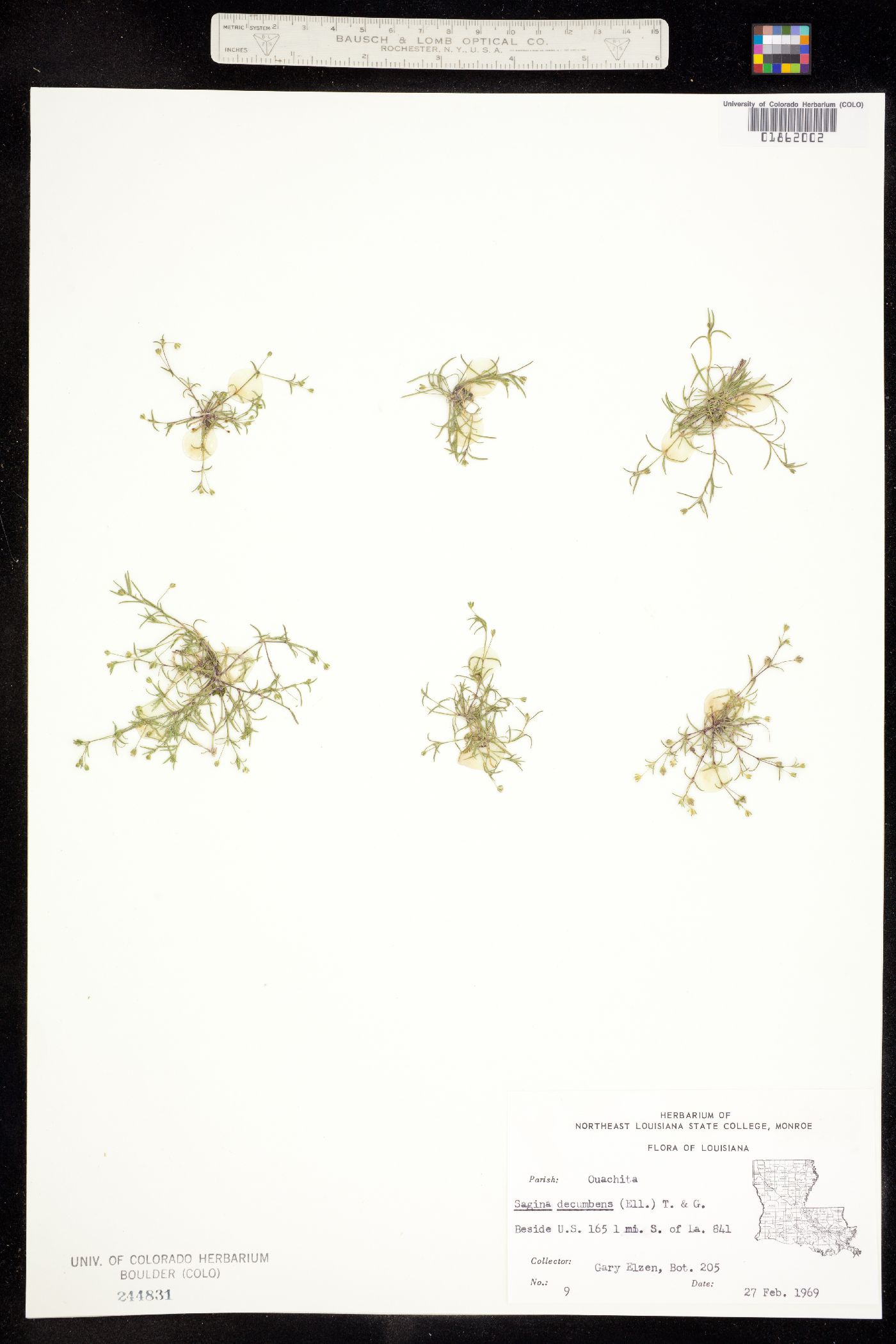 Sagina decumbens image
