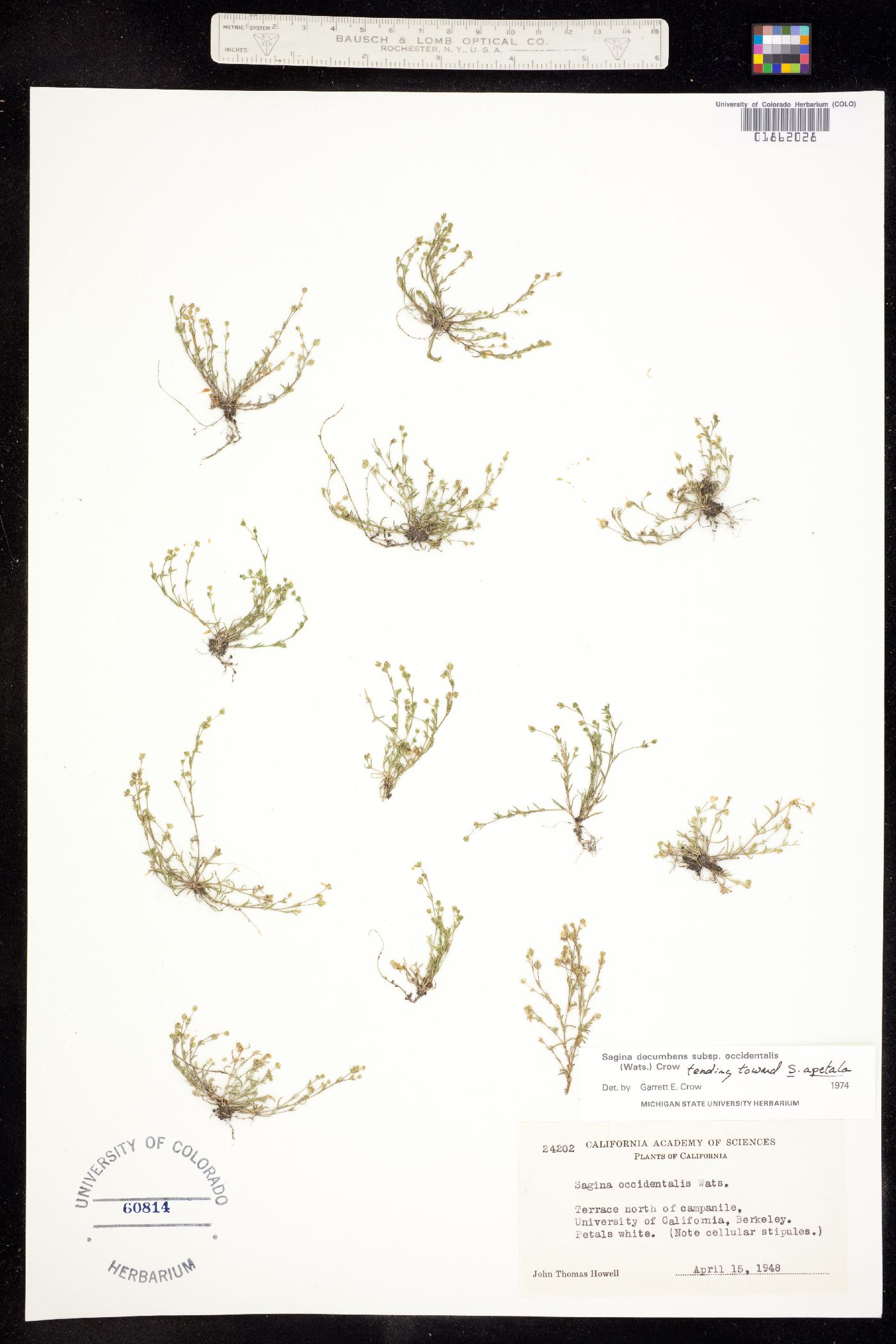 Sagina image