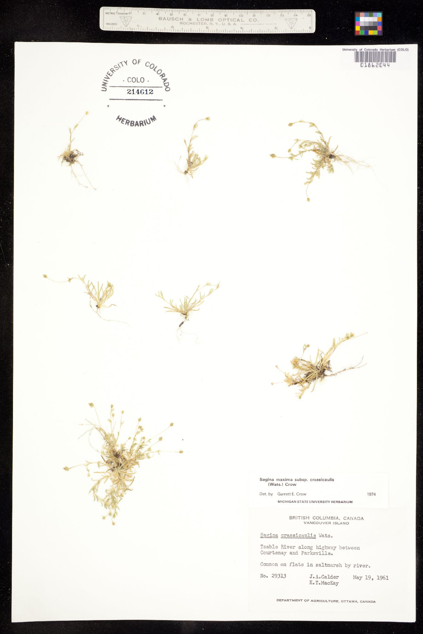 Sagina maxima image