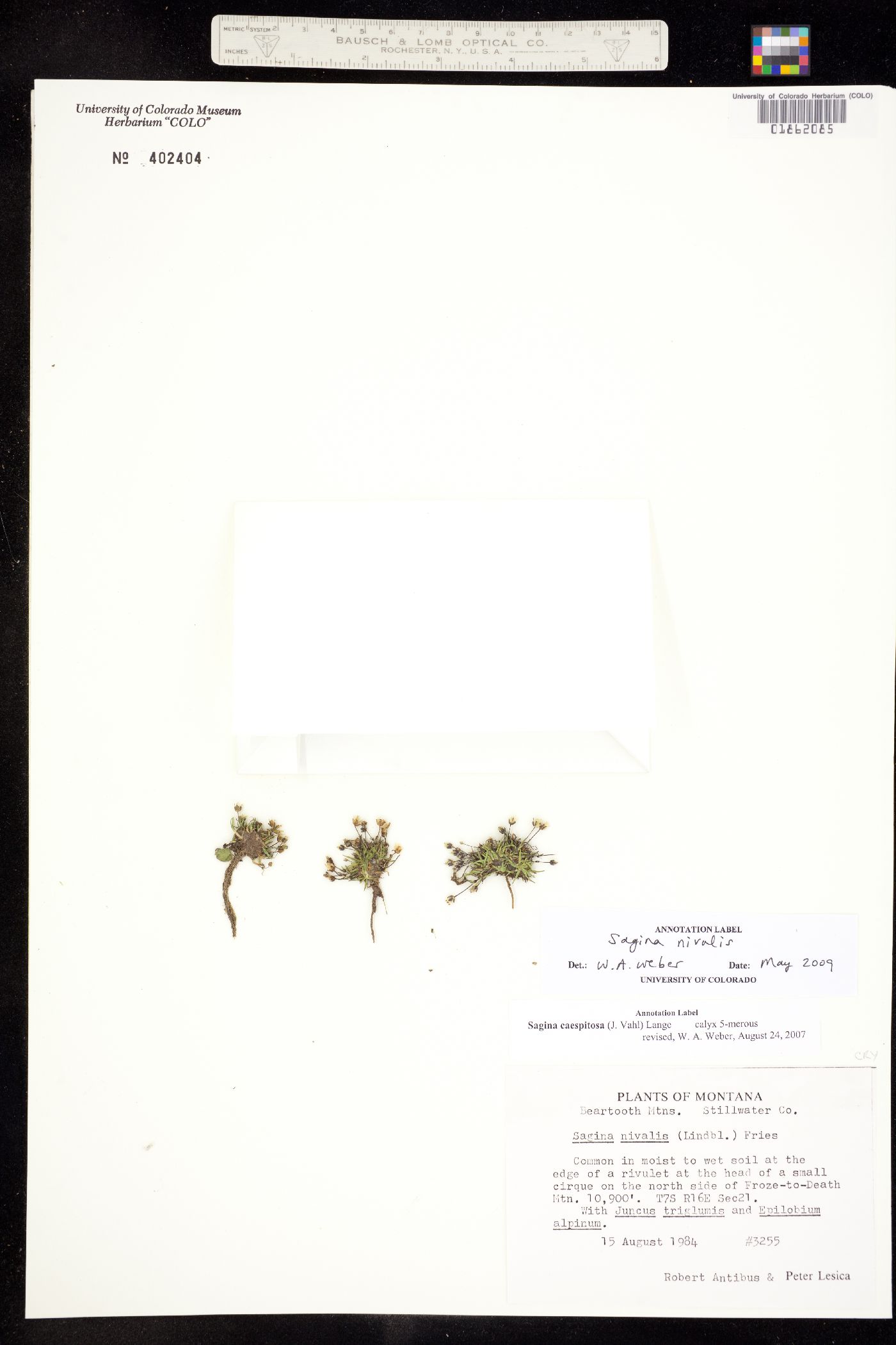 Sagina nivalis image