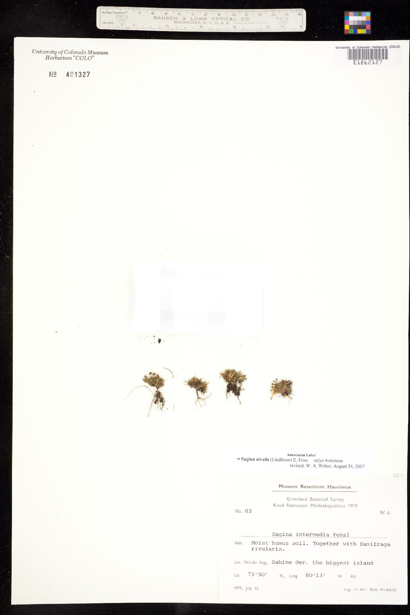 Sagina nivalis image