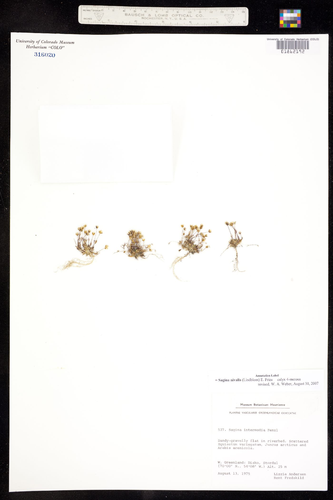 Sagina nivalis image