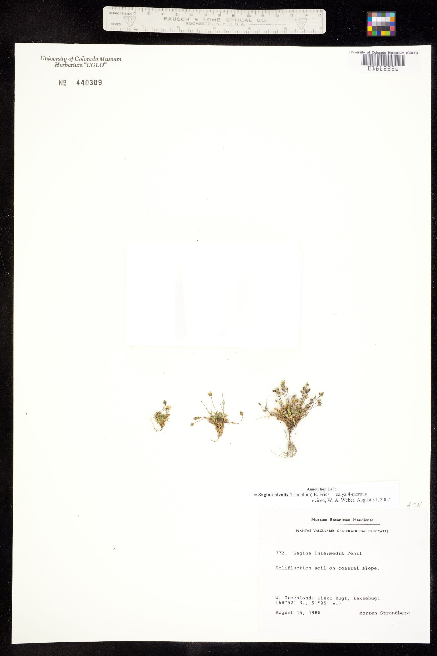 Sagina nivalis image