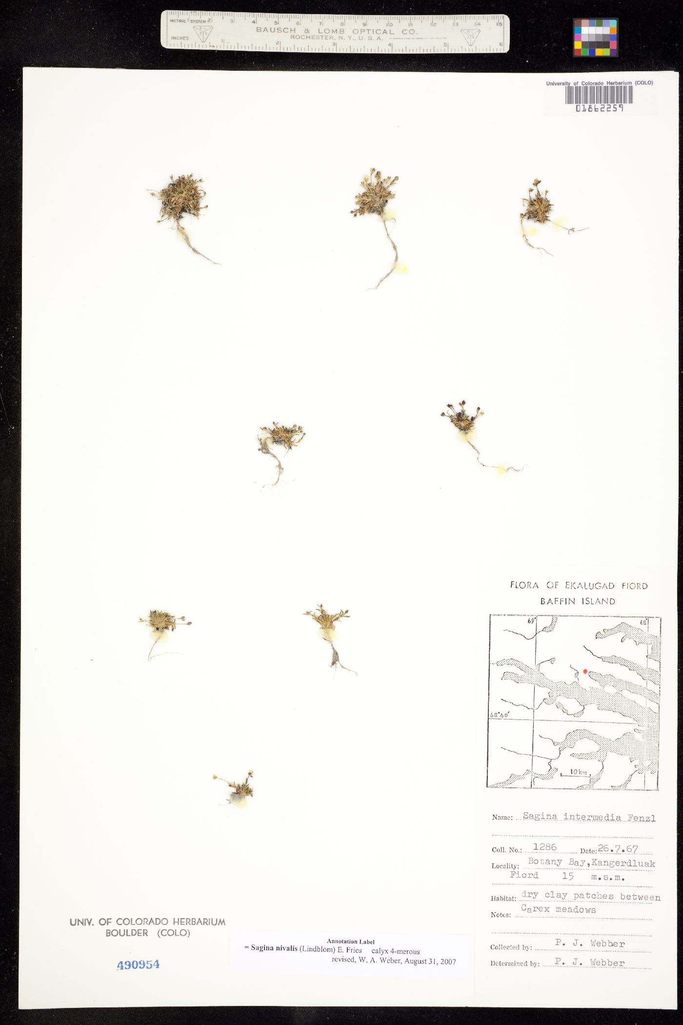 Sagina nivalis image