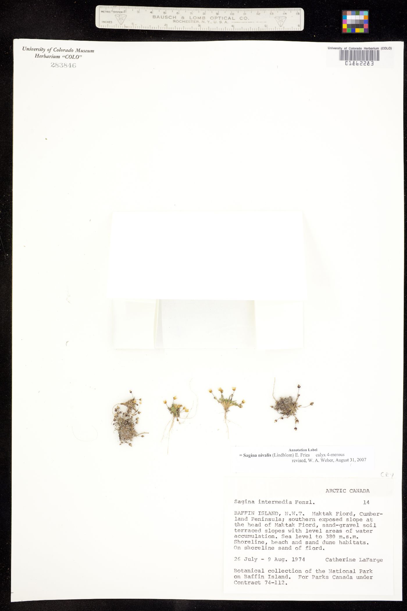 Sagina nivalis image