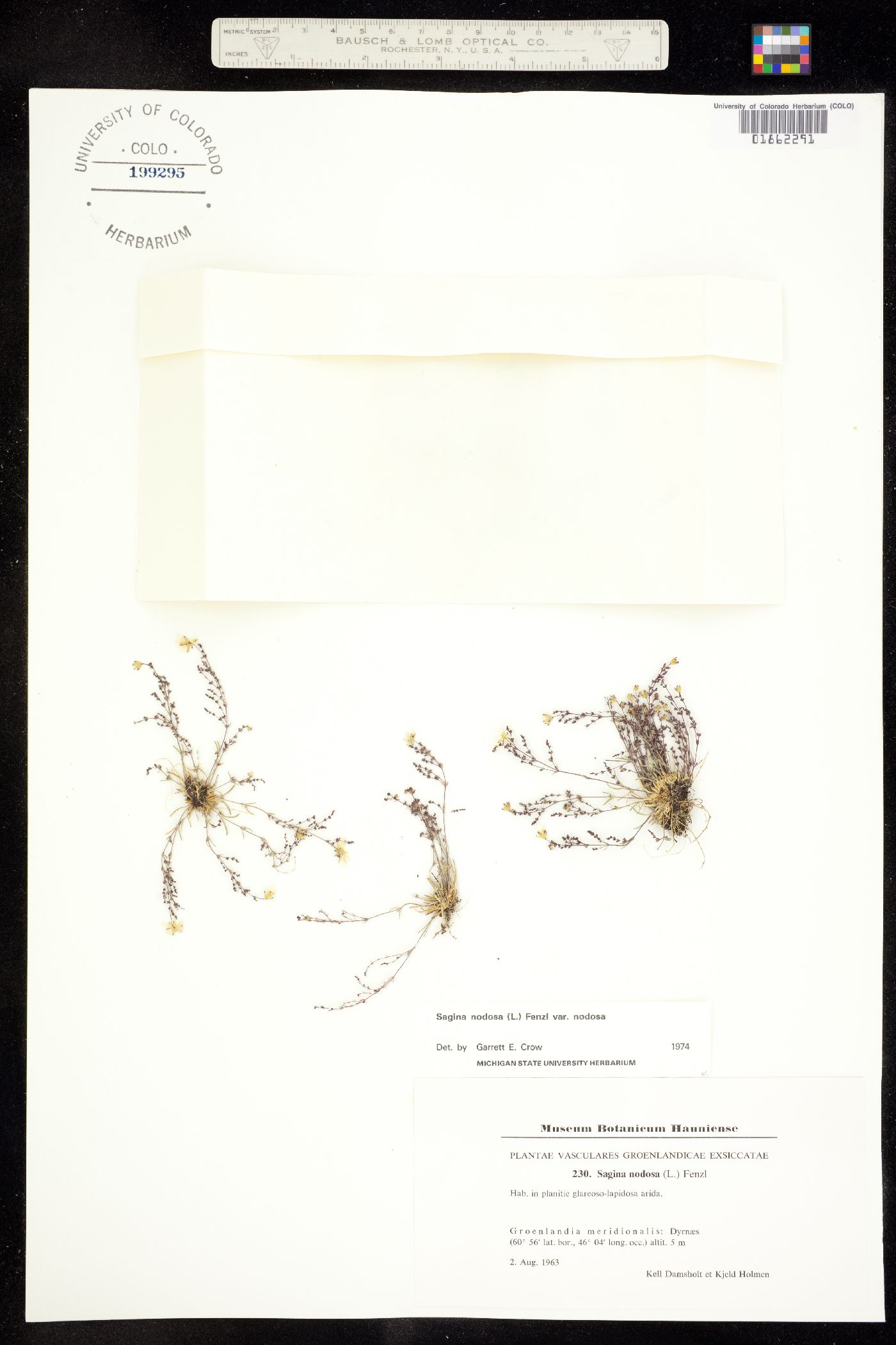 Sagina nodosa image