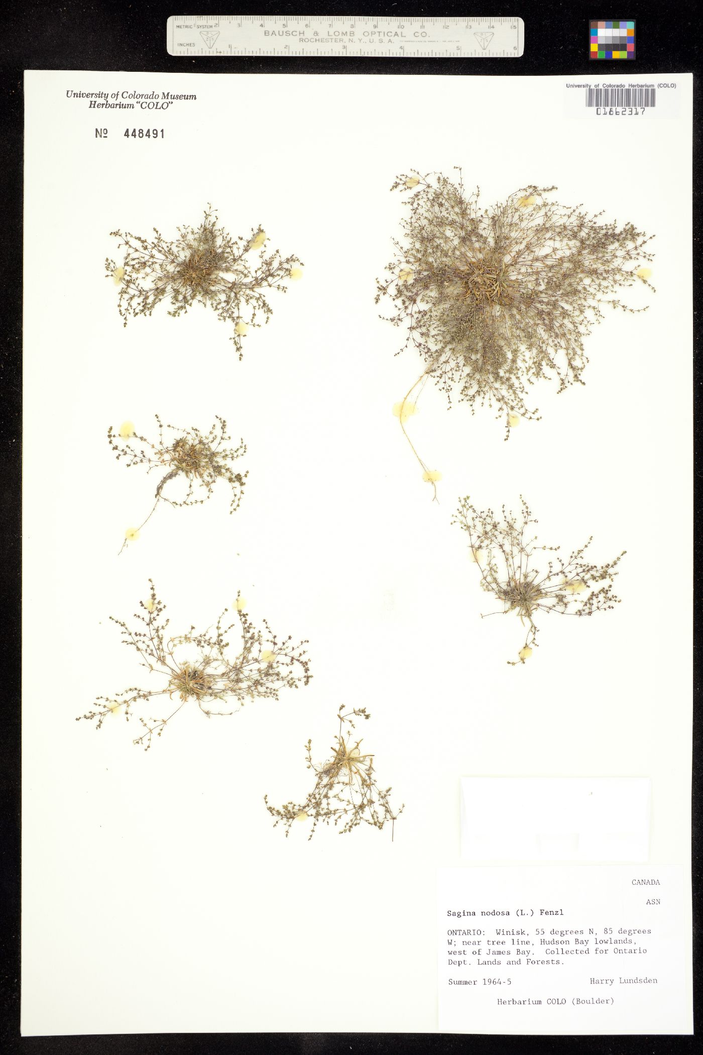 Sagina nodosa image