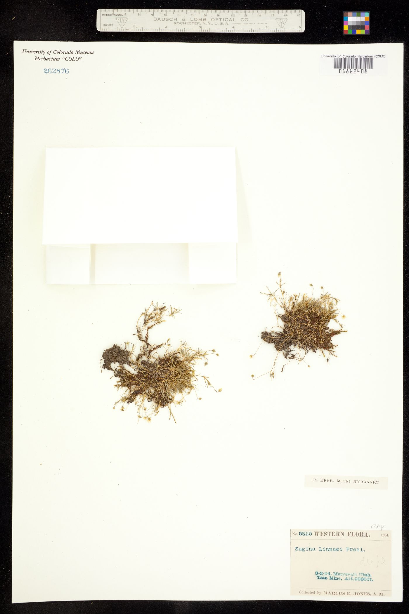Sagina saginoides image