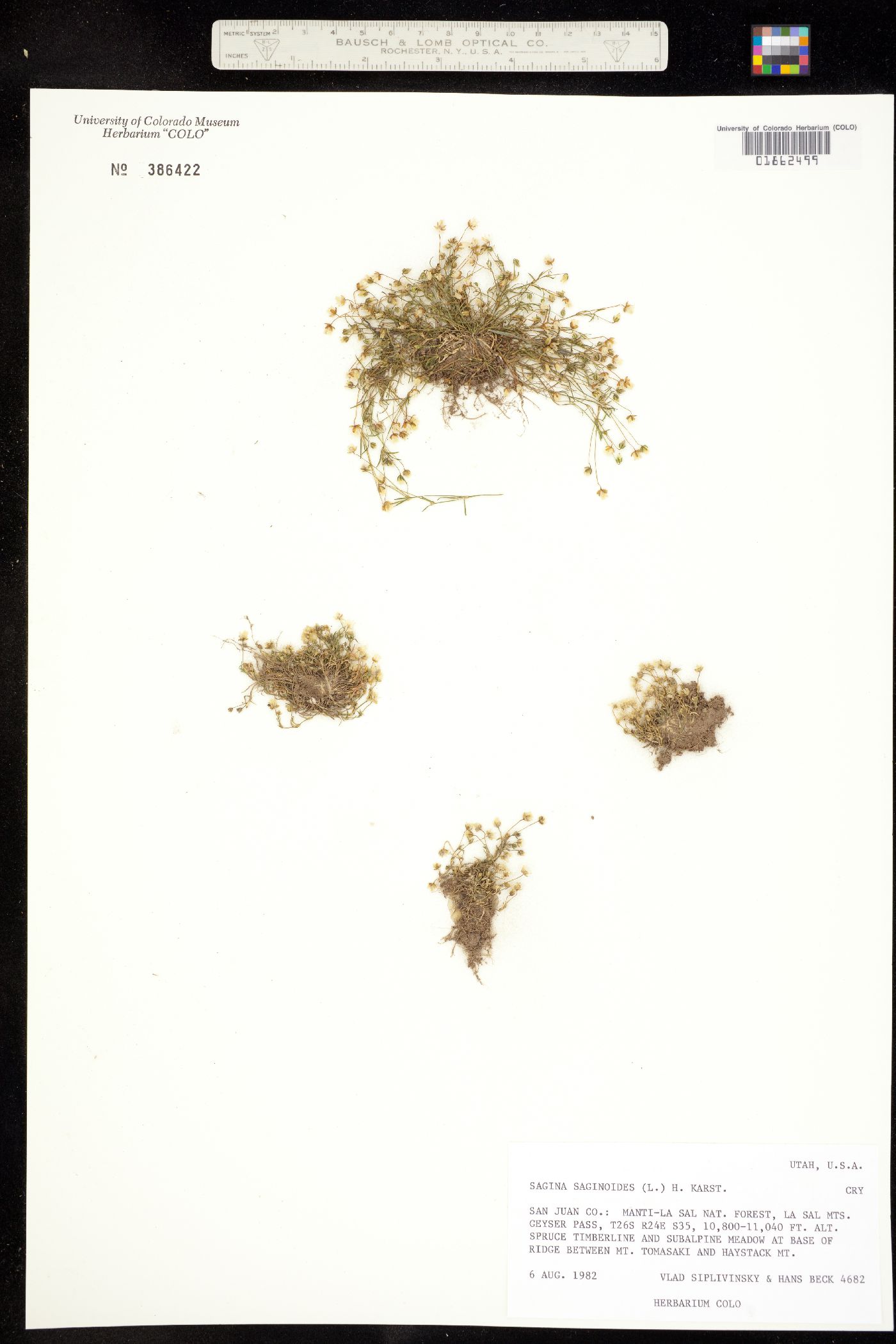 Sagina saginoides image