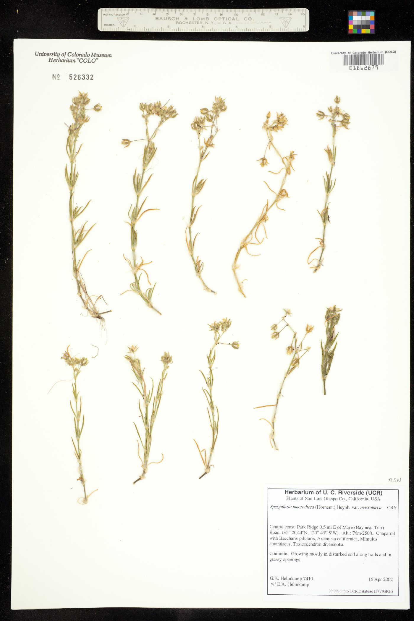 Spergularia macrotheca image