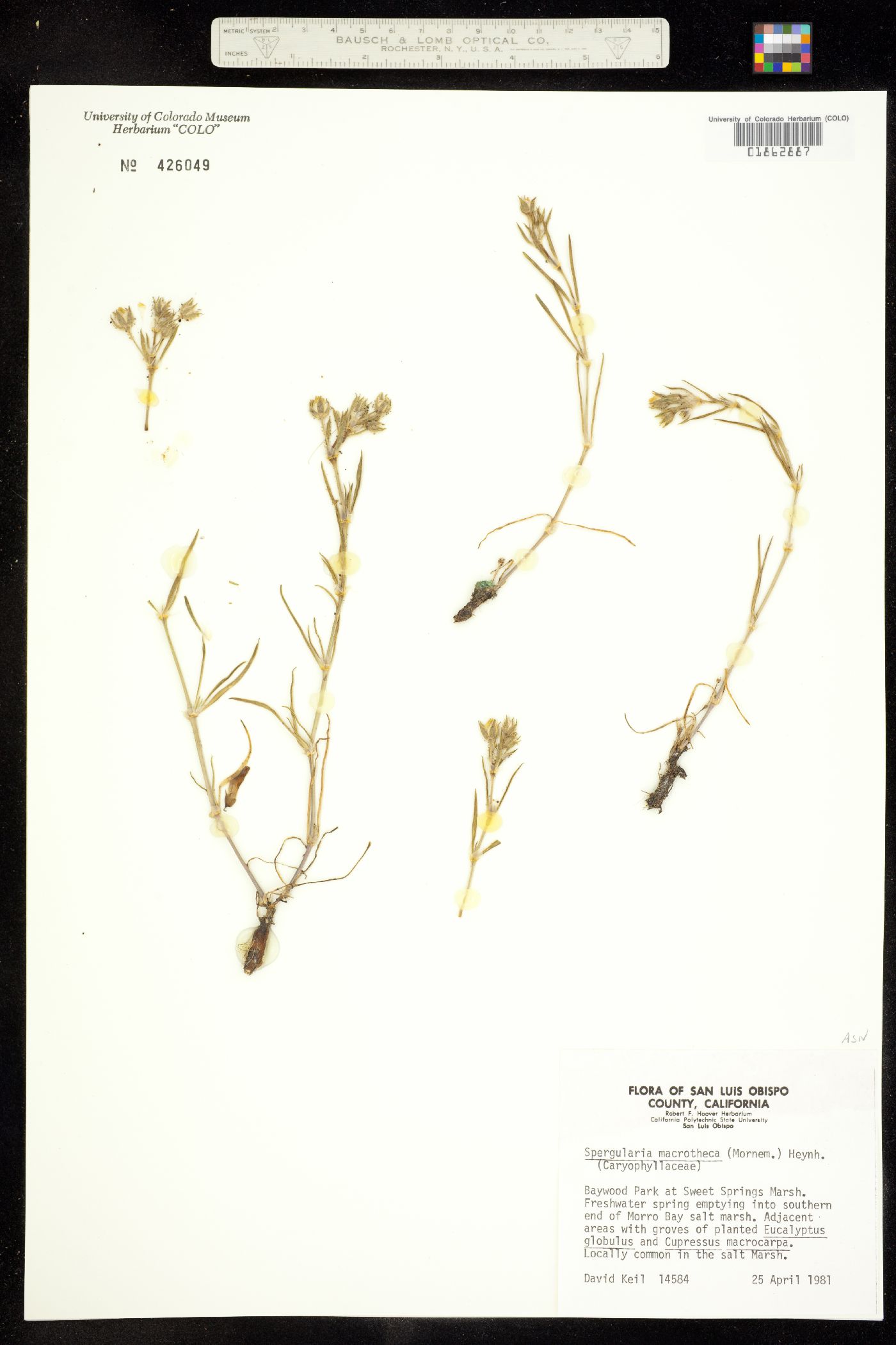 Spergularia macrotheca image
