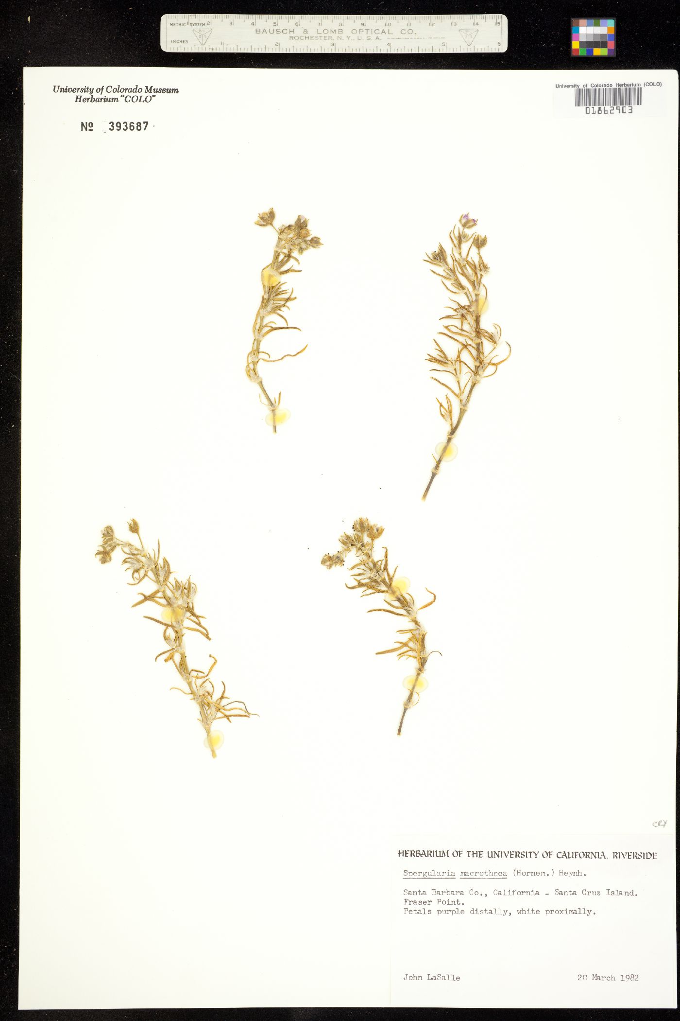 Spergularia macrotheca image