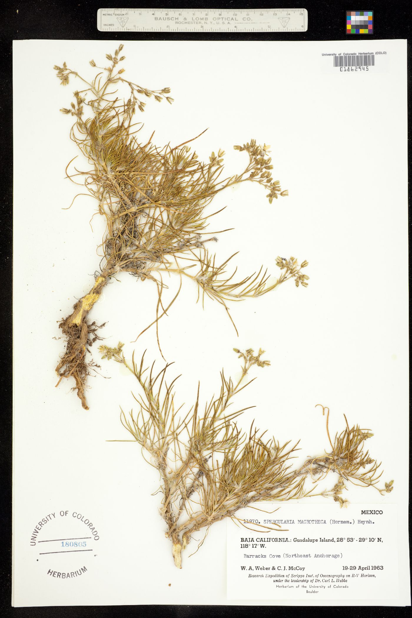 Spergularia macrotheca image