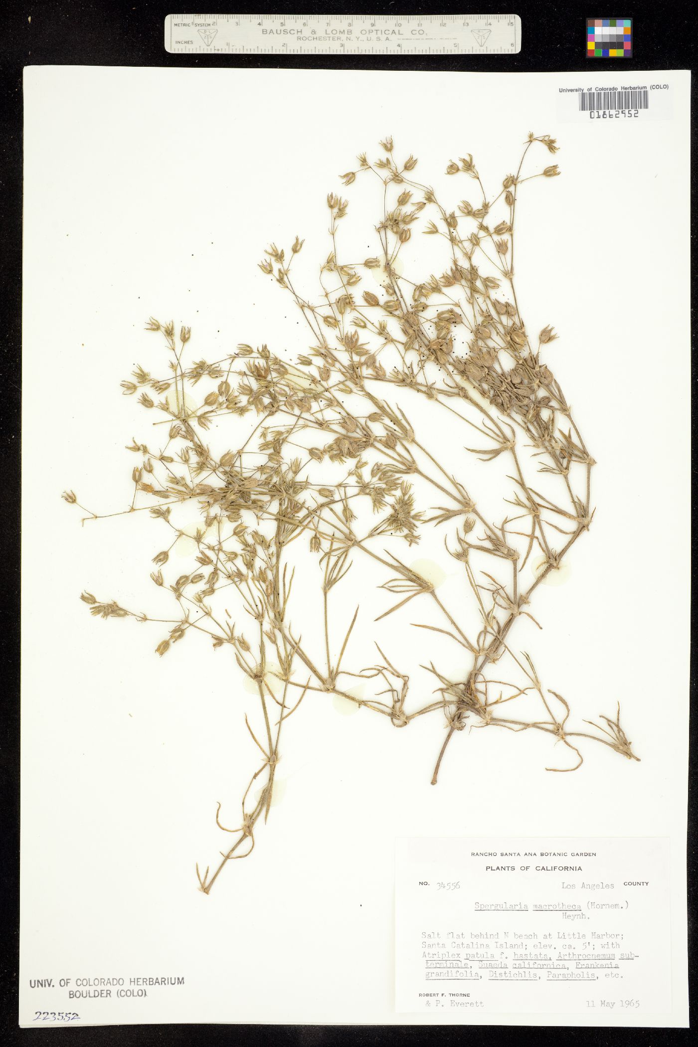 Spergularia macrotheca image