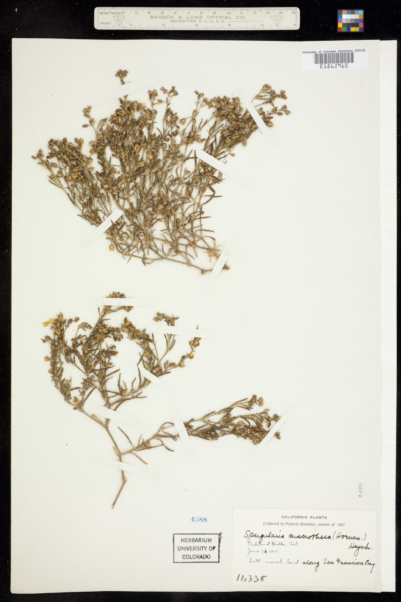 Spergularia macrotheca image