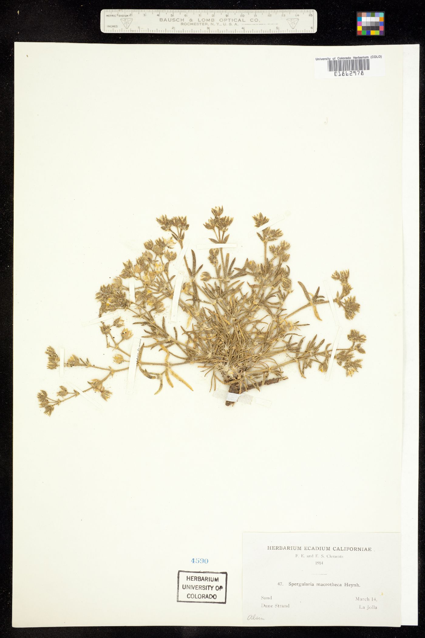 Spergularia macrotheca image