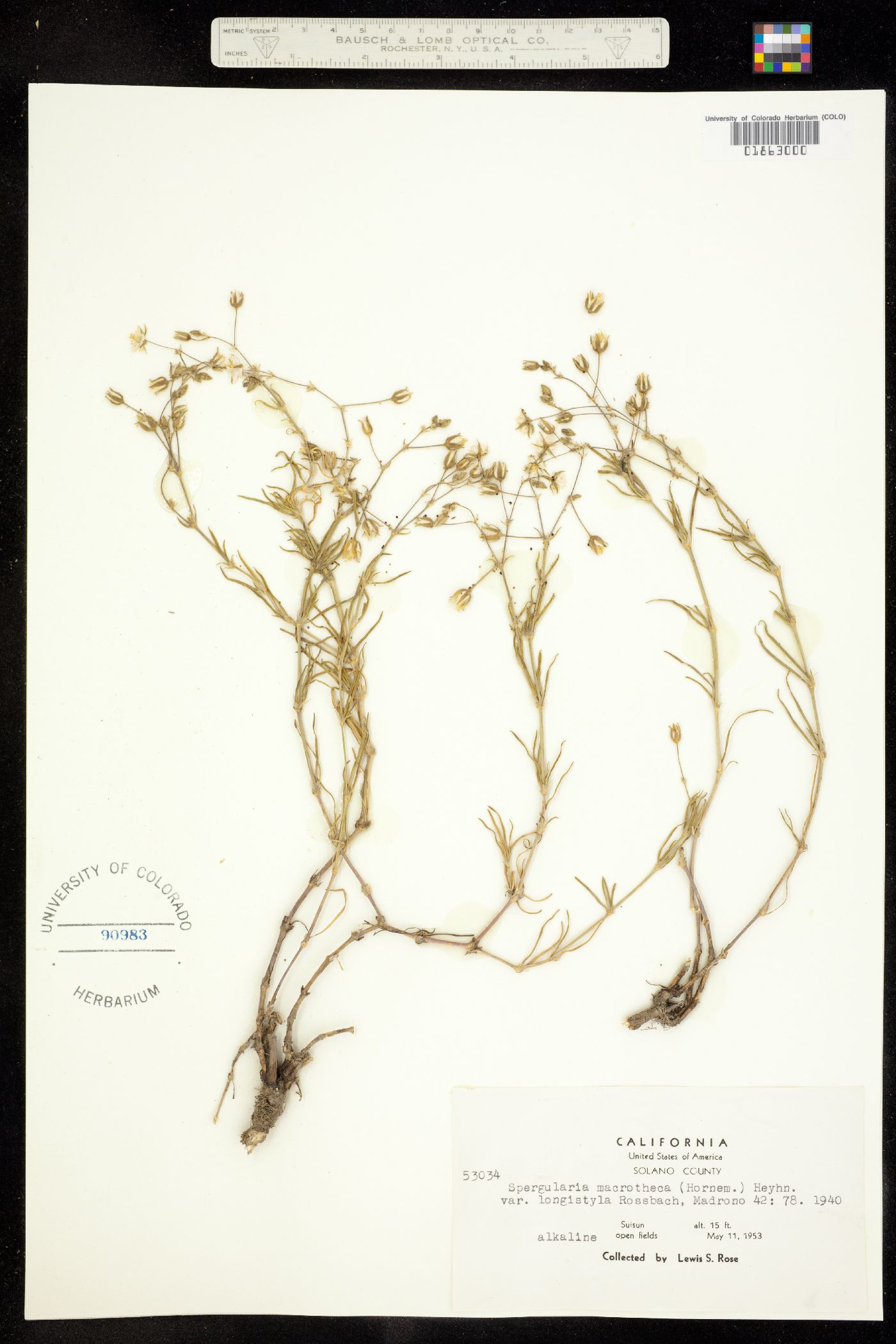 Spergularia macrotheca image