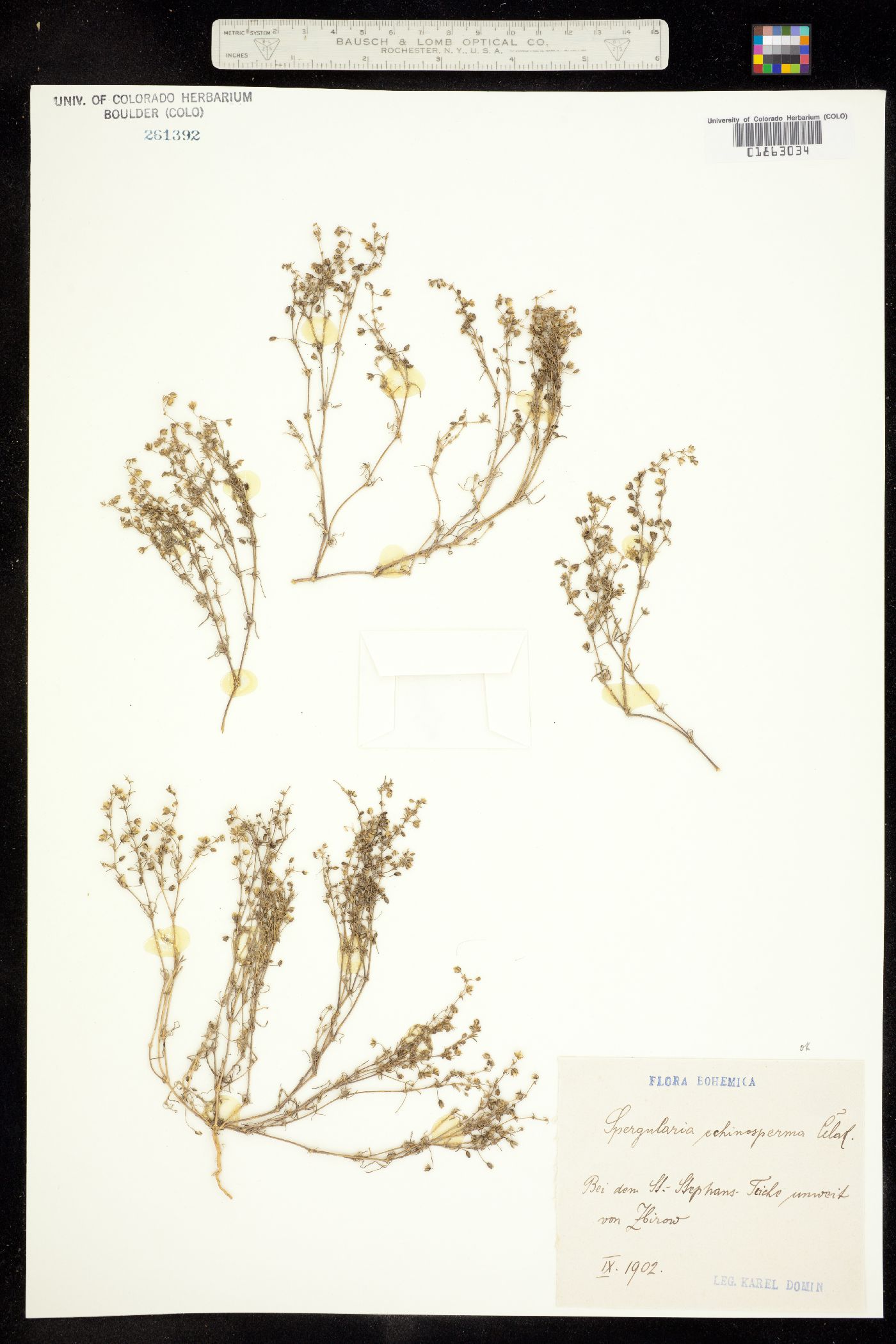 Spergularia echinosperma image