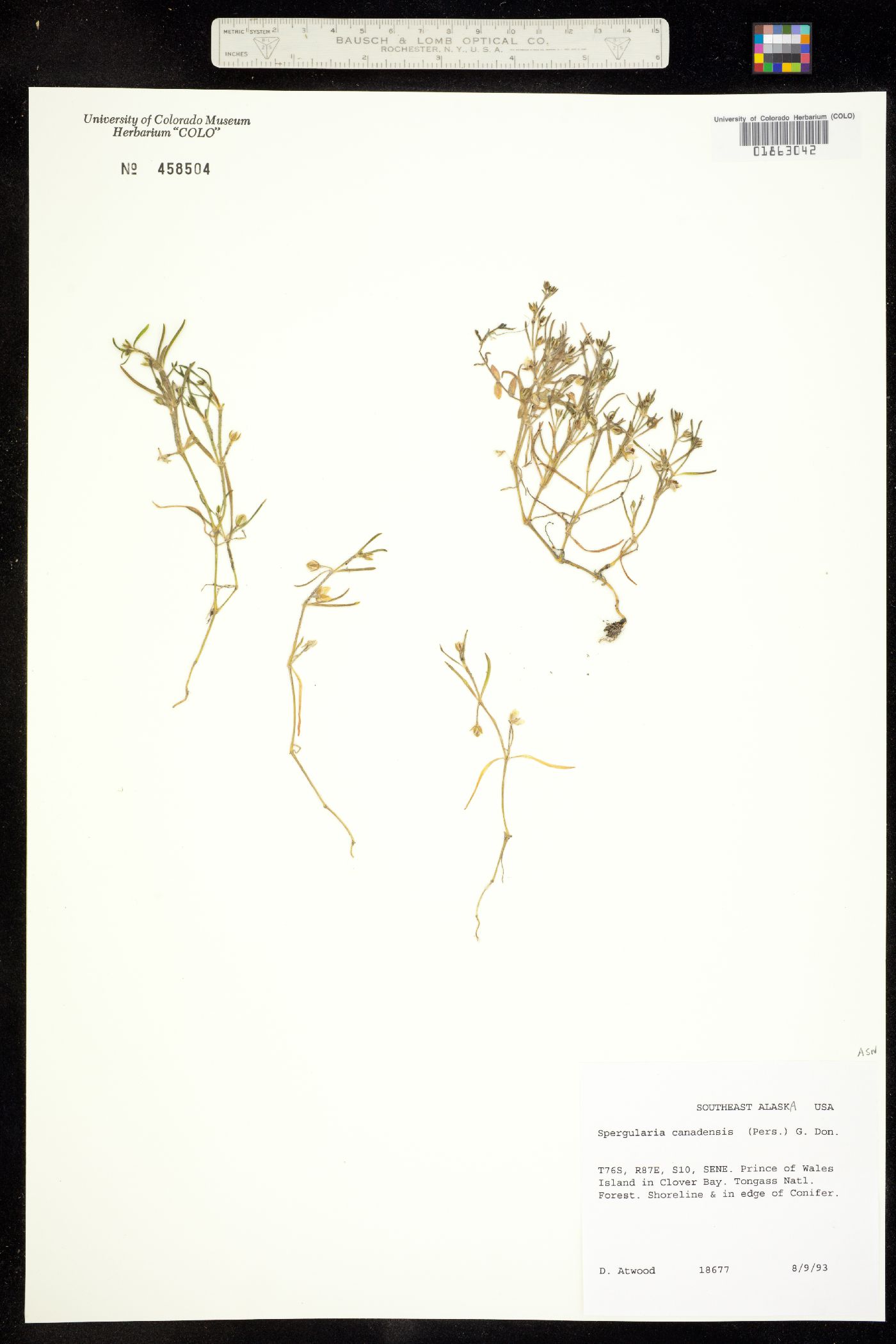 Spergularia canadensis image