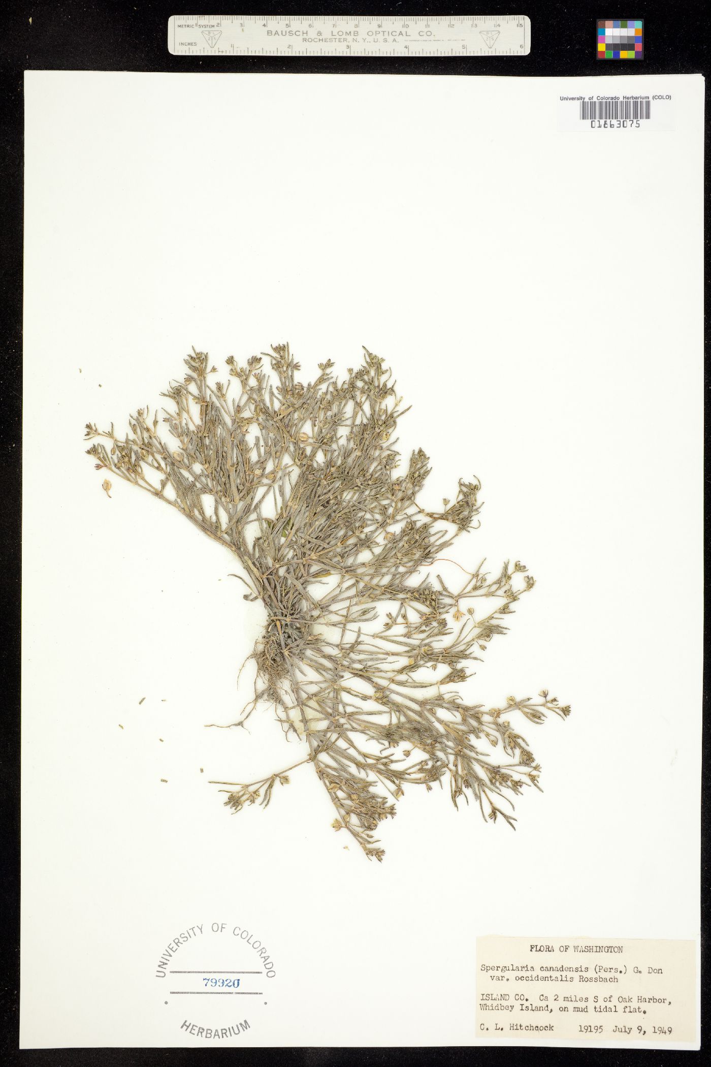 Spergularia canadensis image