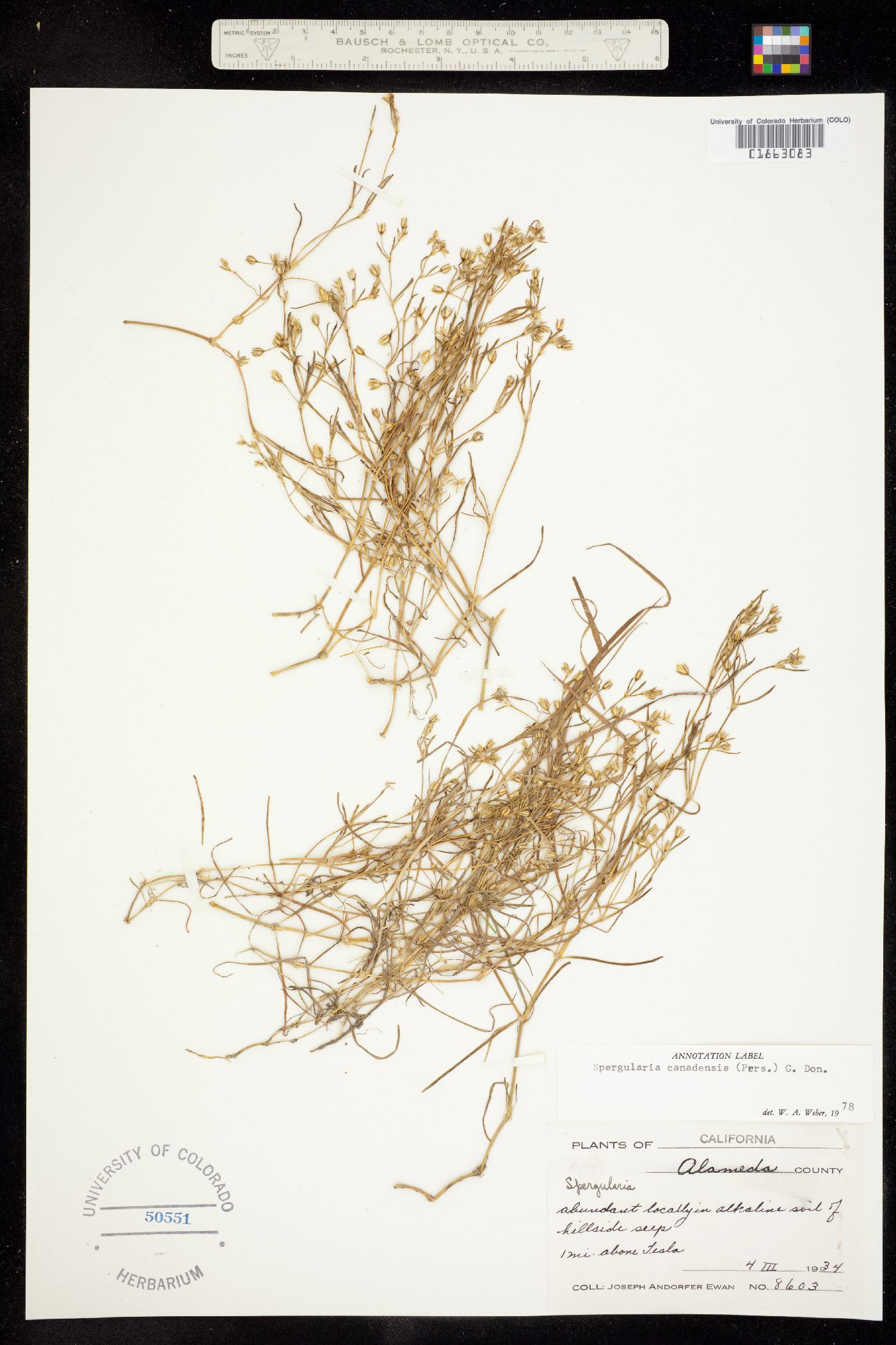 Spergularia canadensis image