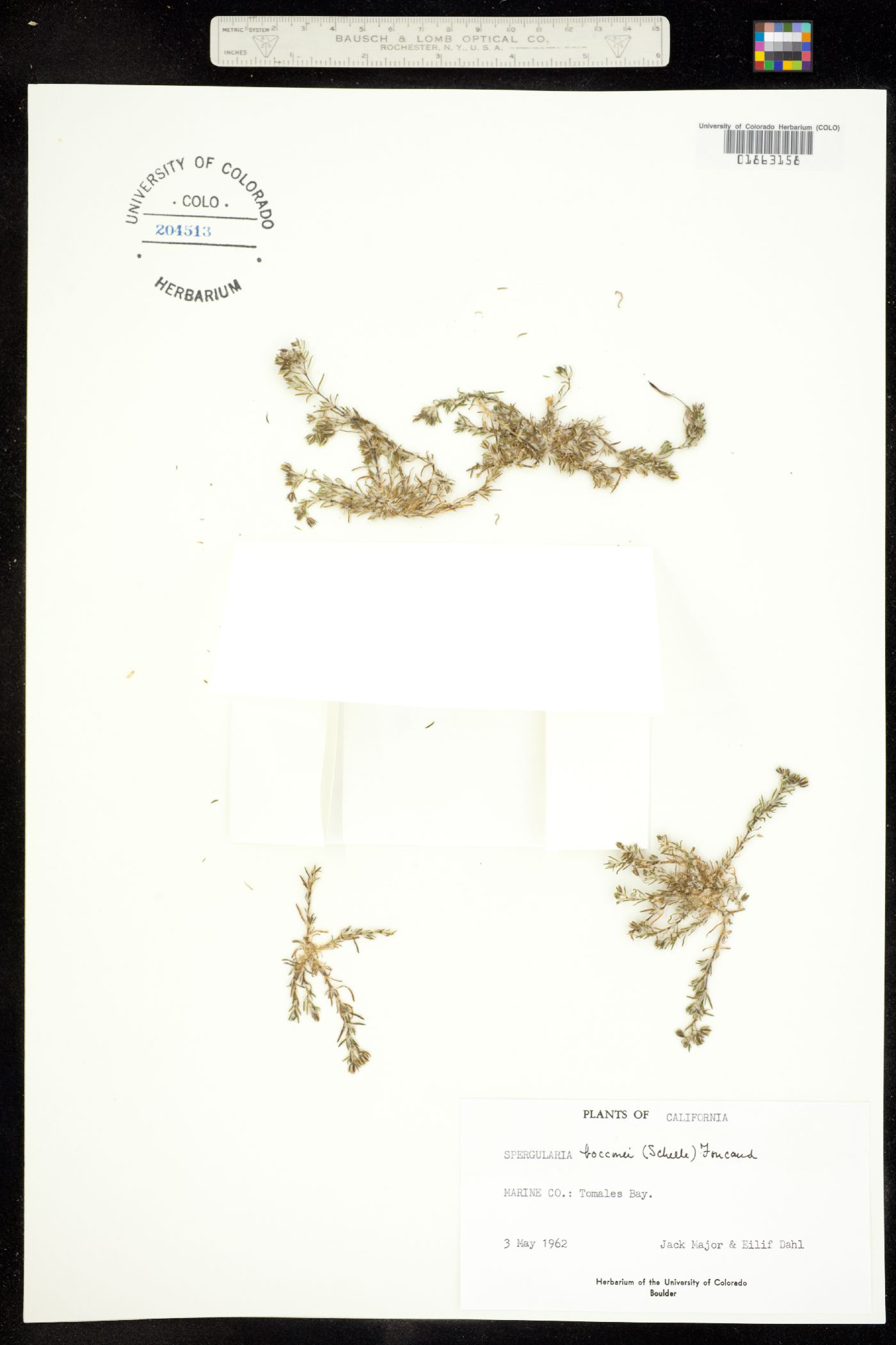 Spergularia bocconii image