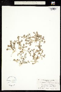 Spergularia bocconii image