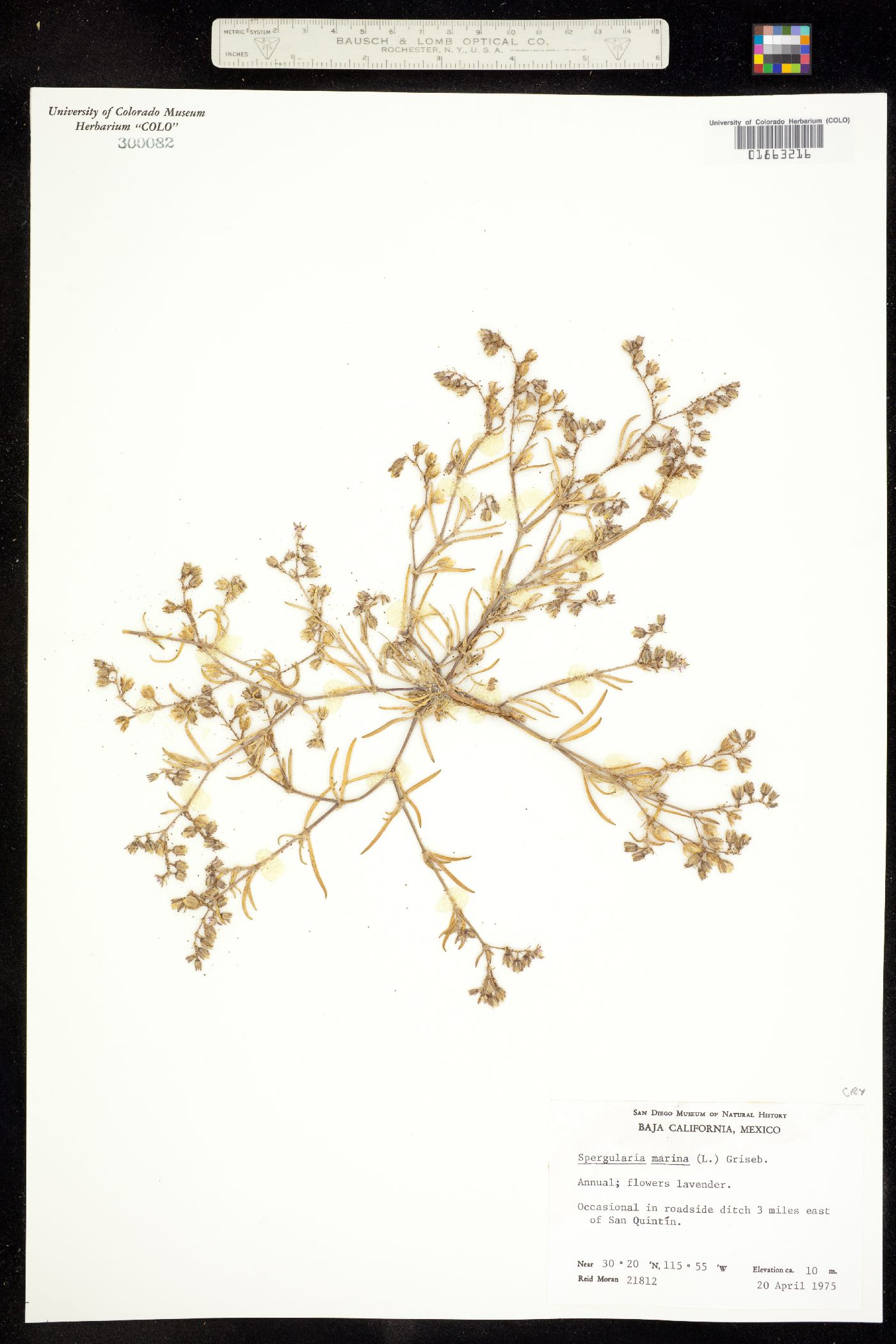 Spergularia marina image