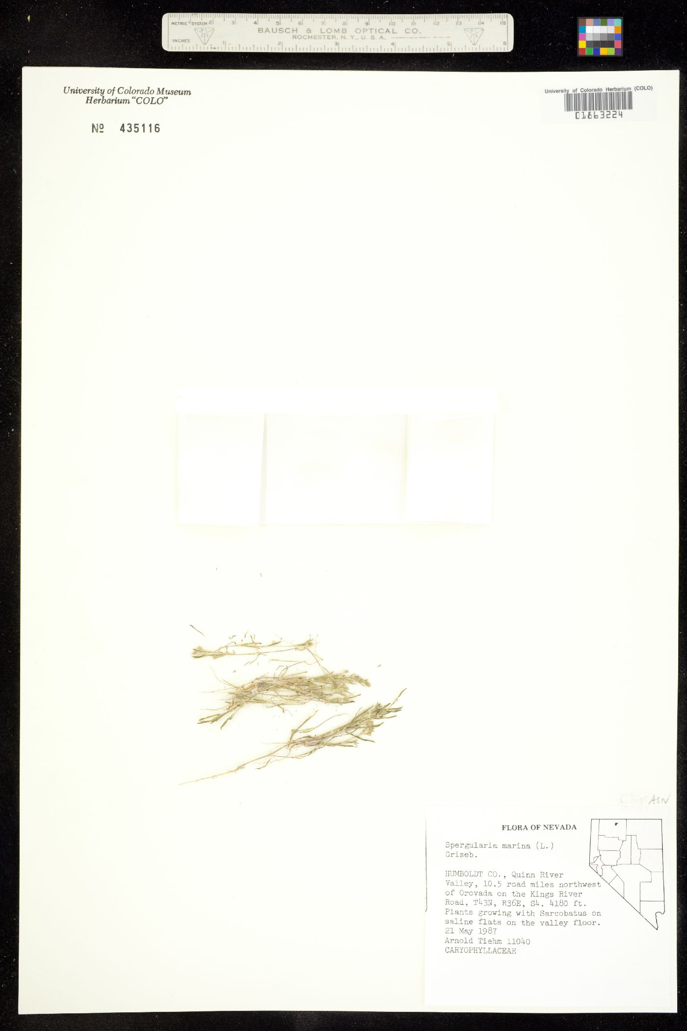 Spergularia marina image