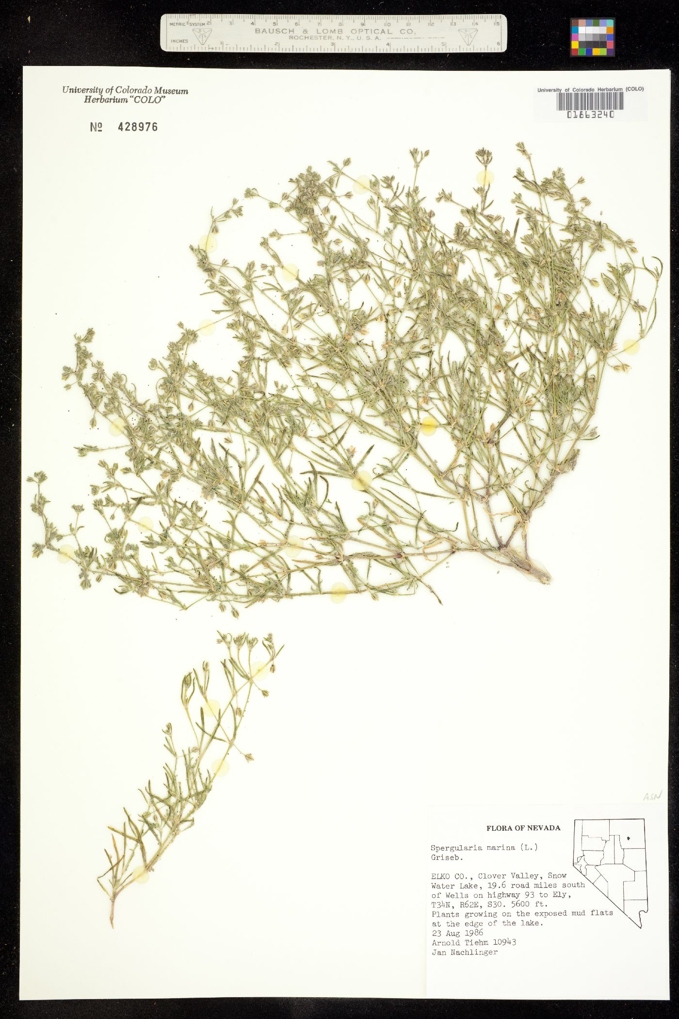 Spergularia marina image